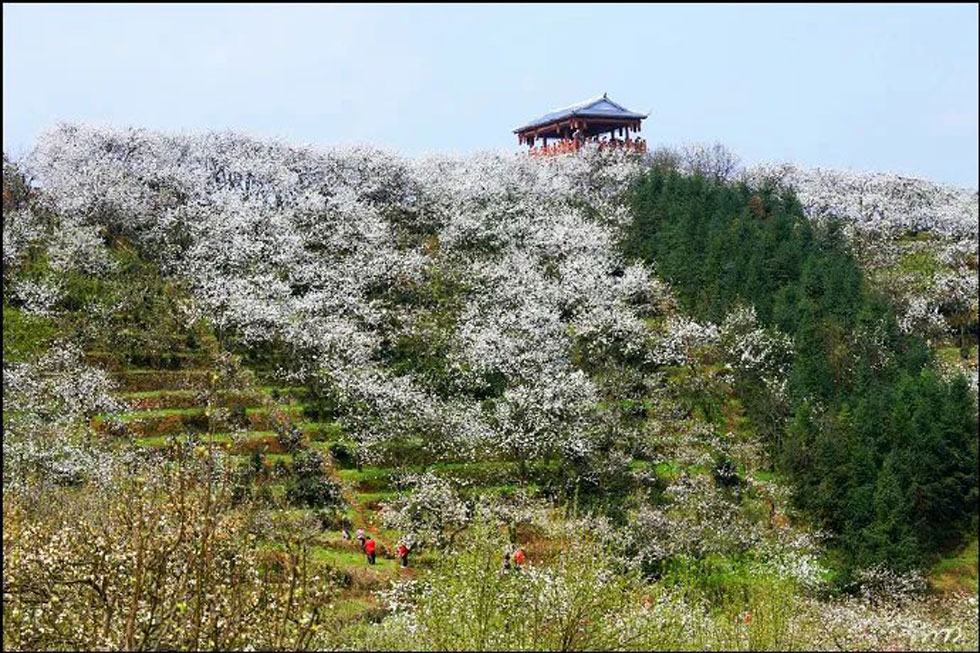 【春天，广西桂林灌阳县向您发出邀请！】我们在灌阳看梨花 - 游山玩水 - 朔州生活社区 - 朔州28生活网 shuozhou.28life.com