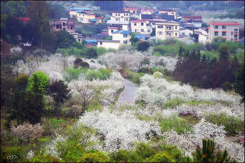 【春天，广西桂林灌阳县向您发出邀请！】我们在灌阳看梨花 - 游山玩水 - 朔州生活社区 - 朔州28生活网 shuozhou.28life.com