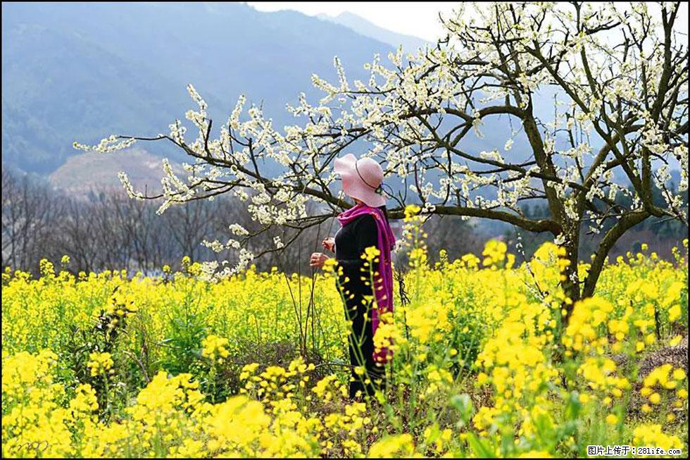 【春天，广西桂林灌阳县向您发出邀请！】长坪村油菜盛情花开 - 游山玩水 - 朔州生活社区 - 朔州28生活网 shuozhou.28life.com