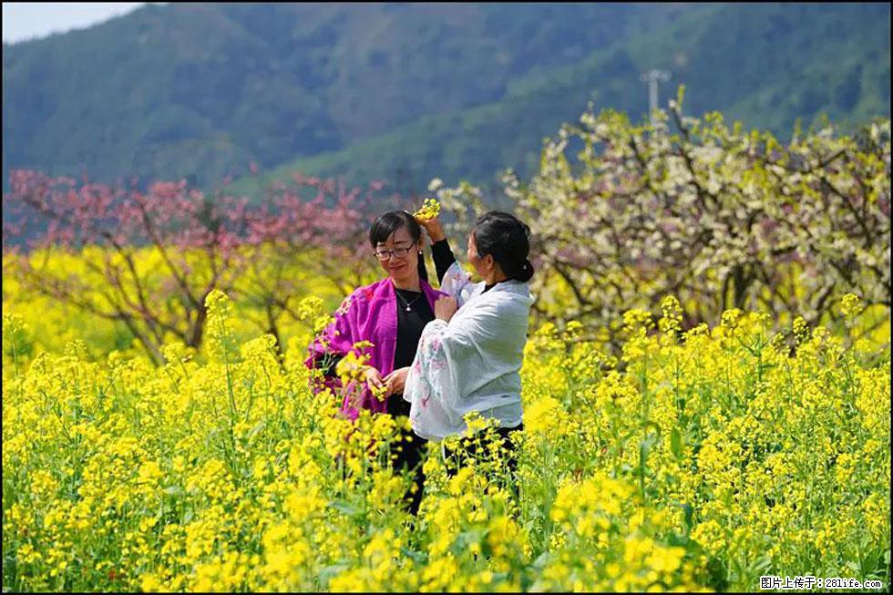 【春天，广西桂林灌阳县向您发出邀请！】长坪村油菜盛情花开 - 游山玩水 - 朔州生活社区 - 朔州28生活网 shuozhou.28life.com