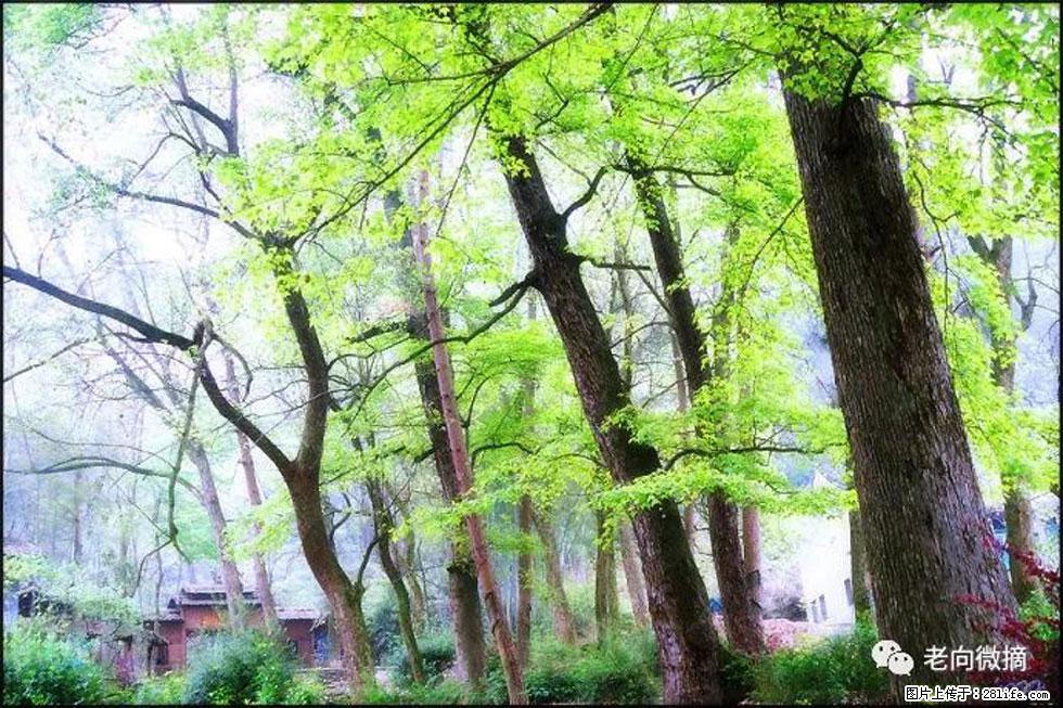 【春天,广西桂林灌阳县向您发出邀请!】在小龙村与春天约会 - 游山玩水 - 朔州生活社区 - 朔州28生活网 shuozhou.28life.com