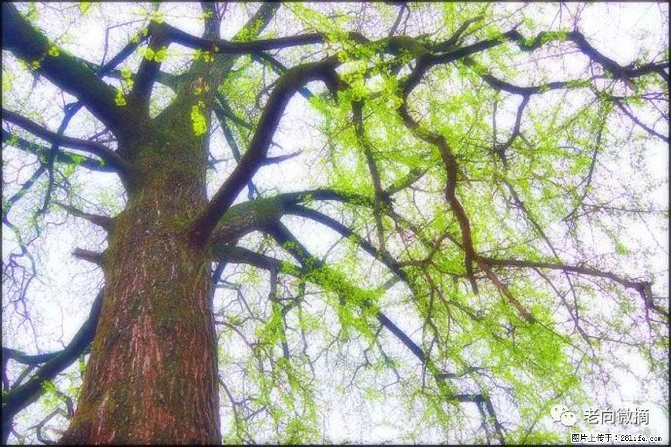 【春天,广西桂林灌阳县向您发出邀请!】在小龙村与春天约会 - 游山玩水 - 朔州生活社区 - 朔州28生活网 shuozhou.28life.com