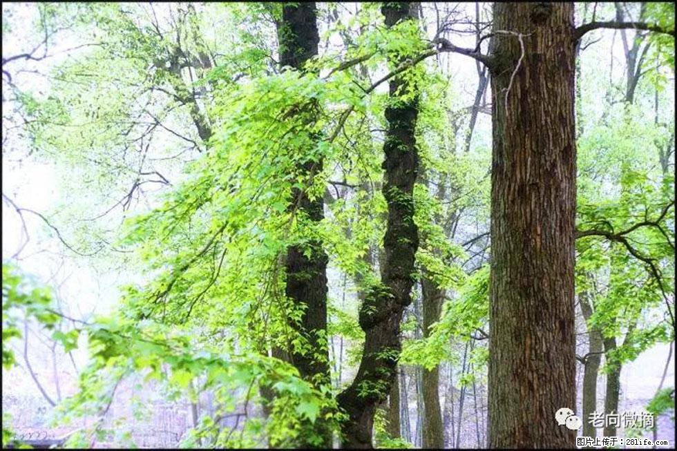 【春天,广西桂林灌阳县向您发出邀请!】在小龙村与春天约会 - 游山玩水 - 朔州生活社区 - 朔州28生活网 shuozhou.28life.com