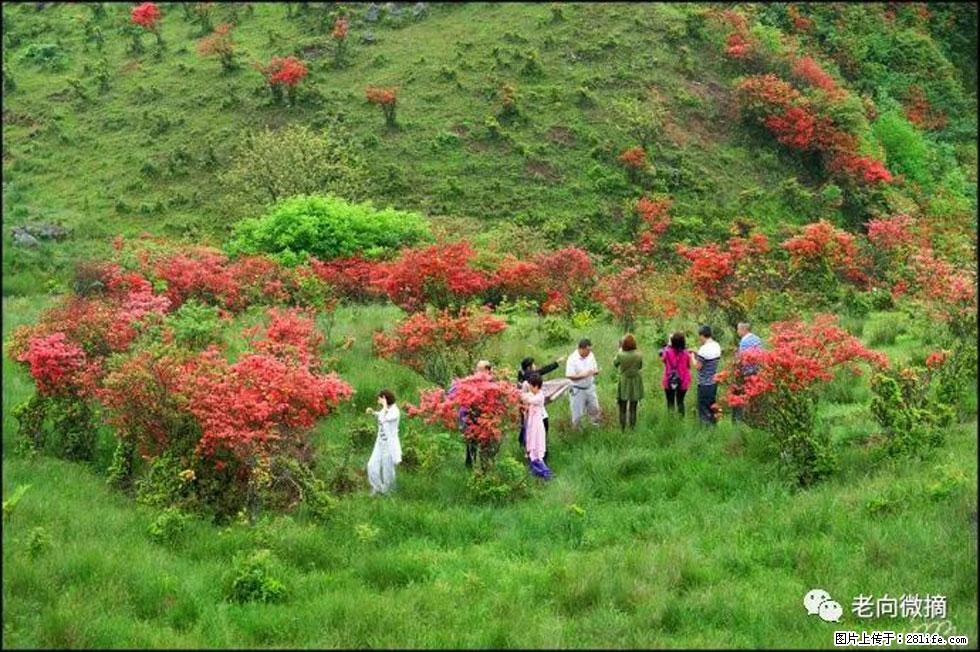 【春天，广西桂林灌阳县向您发出邀请！】宝盖山上映山红 - 游山玩水 - 朔州生活社区 - 朔州28生活网 shuozhou.28life.com