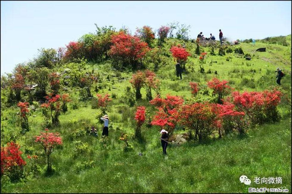 【春天，广西桂林灌阳县向您发出邀请！】宝盖山上映山红 - 游山玩水 - 朔州生活社区 - 朔州28生活网 shuozhou.28life.com