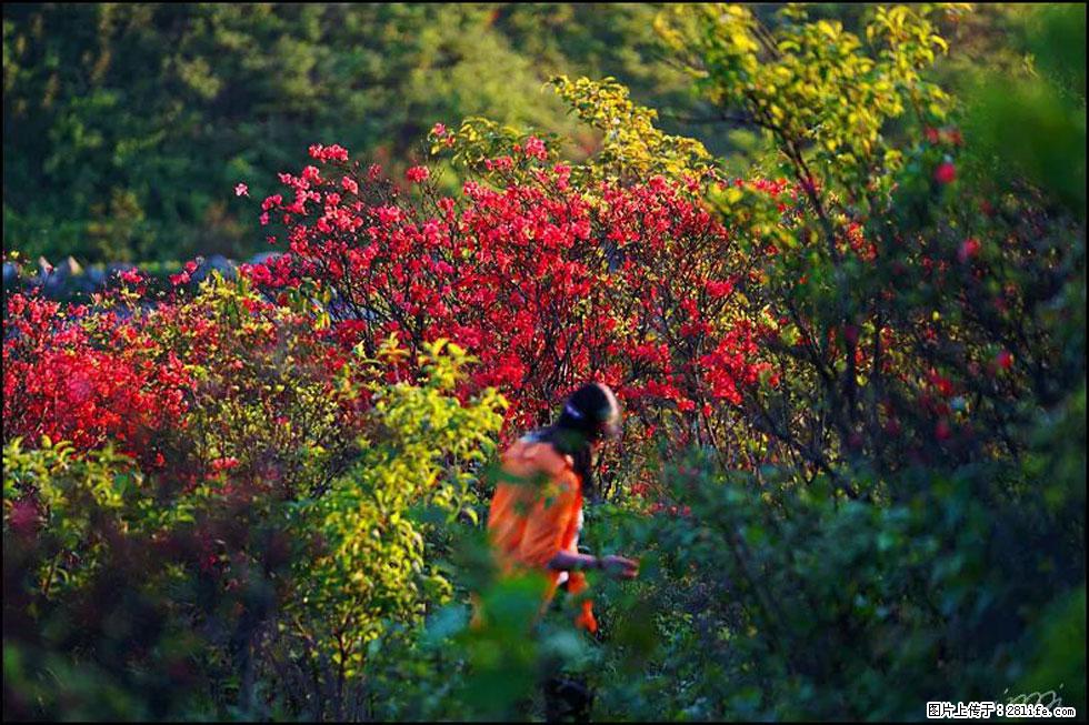 【春天，广西桂林灌阳县向您发出邀请！】春木界上映山红 - 游山玩水 - 朔州生活社区 - 朔州28生活网 shuozhou.28life.com