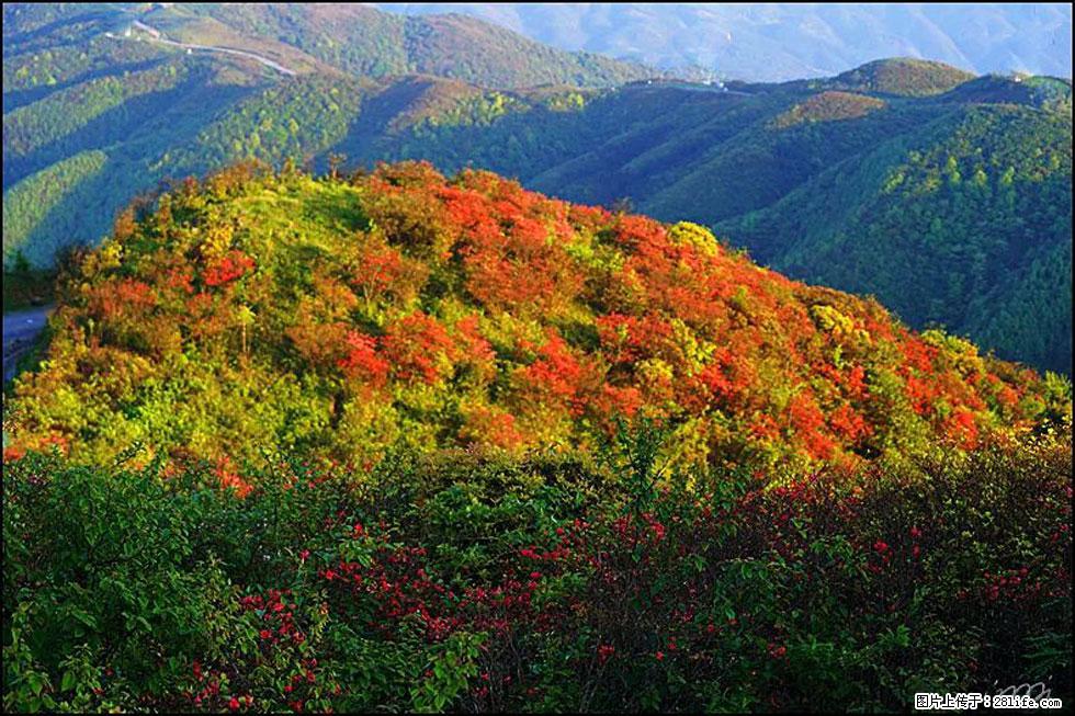 【春天，广西桂林灌阳县向您发出邀请！】春木界上映山红 - 游山玩水 - 朔州生活社区 - 朔州28生活网 shuozhou.28life.com