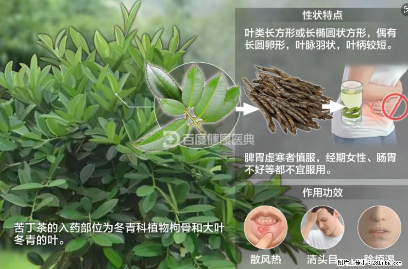 苦丁茶有哪些功效和作用 - 生活百科 - 朔州生活社区 - 朔州28生活网 shuozhou.28life.com