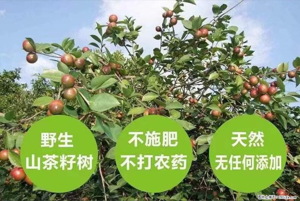 【灌阳县油茶产业示范区】一个有着充实的精神生活的人，对待身外之物自会有一种淡泊的态度 - 土特产 - 饮食特产 - 朔州分类信息 - 朔州28生活网 shuozhou.28life.com