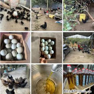 油茶园从小鸡仔开始养起的纯土鸡、土鸡蛋可以预定啦!还有前几天刚榨的纯山茶油哦 - 朔州28生活网 shuozhou.28life.com