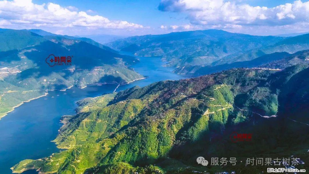 时间果百年古树龙珠普洱生茶 - 购物交流 - 朔州生活社区 - 朔州28生活网 shuozhou.28life.com