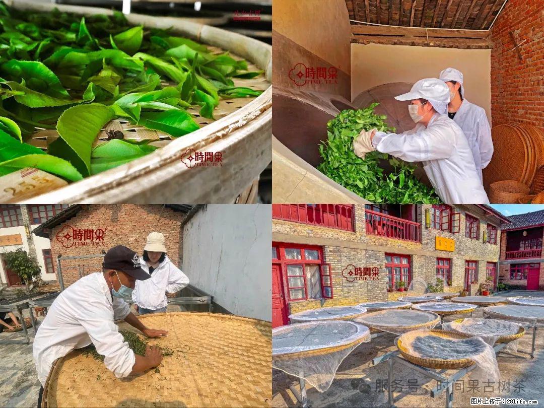 时间果百年古树龙珠普洱生茶 - 购物交流 - 朔州生活社区 - 朔州28生活网 shuozhou.28life.com