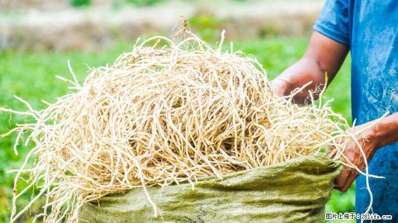 堪称“最难吃”的蔬菜，却是 “抗辐射神器”，还能护肺、清热、止咳化痰！ - 朔州生活资讯 - 朔州28生活网 shuozhou.28life.com