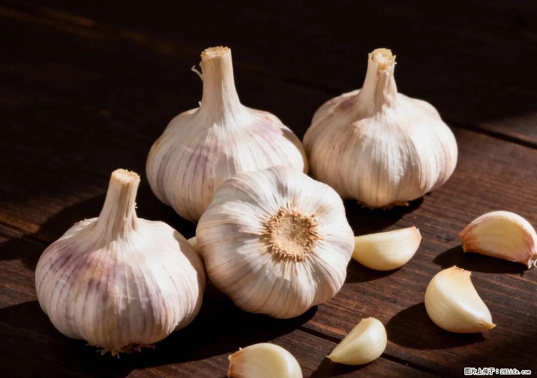 关于大蒜,除了“天然抗生素”,这4个谣言更该警惕! - 朔州生活资讯 - 朔州28生活网 shuozhou.28life.com