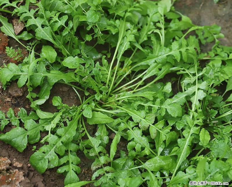 这些蔬菜是“天然钙片”，这6种被医生重点推荐 - 朔州生活资讯 - 朔州28生活网 shuozhou.28life.com