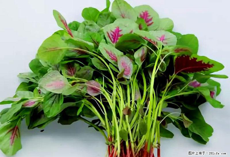 这些蔬菜是“天然钙片”，这6种被医生重点推荐 - 朔州生活资讯 - 朔州28生活网 shuozhou.28life.com