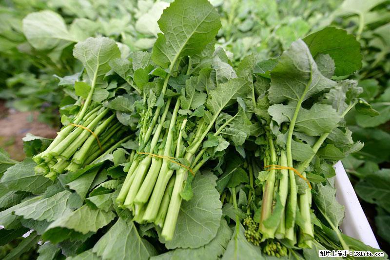 这些蔬菜是“天然钙片”，这6种被医生重点推荐 - 朔州生活资讯 - 朔州28生活网 shuozhou.28life.com